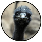 Emu olie