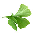 Image of Ginkgo Biloba