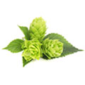 Hop Extract