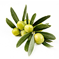 Olijf Extract