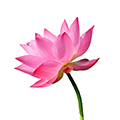 Lotus Extract