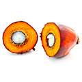 Palm Kernel Olie