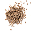 Saw Palmetto