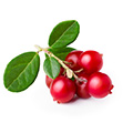 Bearbessen Extract