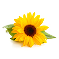 Zonnebloem Olie