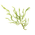 Algen Extract