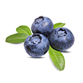 Bilberry Bilberry