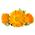 Lutein Lutein