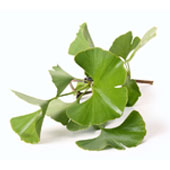 Ginkgo Biloba Blad